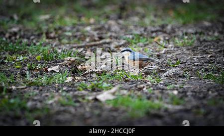 Selektive Fokusaufnahme eines eurasischen Aktschrottes, der auf dem Gras steht Stockfoto