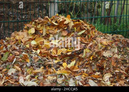 Herbstlaub im Garten gehäufelt Stockfoto