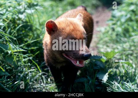 Buschhund (Spopothos venaticus), der in Richtung Kamera geht. Stockfoto