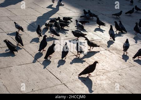 Herde von Tauben, die im Park Semmelbrösel fressen Stockfoto