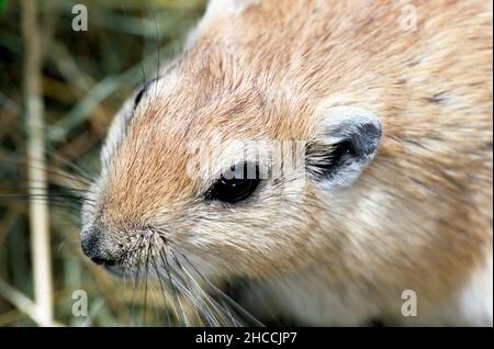 Fette Sandratte (Psammomys obesus) aus Nordafrika. Stockfoto