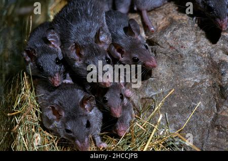 Stachelmäuse (acornys specis) Familiengruppe. Stockfoto