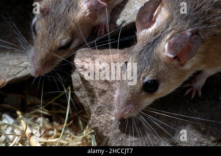 Stachelmäuse (acornys specis) Familiengruppe. Stockfoto