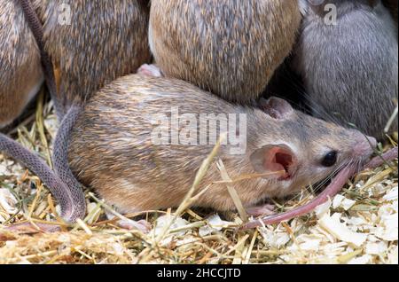 Stachelmäuse (acornys specis) Familiengruppe. Stockfoto