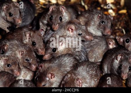 Stachelmäuse (acornys specis) Familiengruppe. Stockfoto