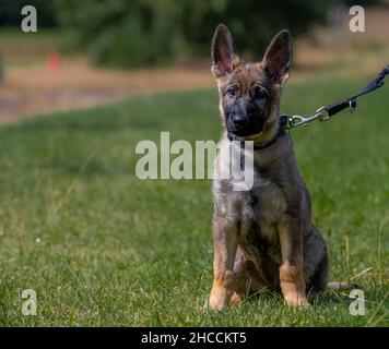 Hundeportrait eines elf Wochen alten Schäferhundes im grünen Gras Stockfoto