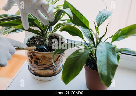 Spring Houseplant Care, Aufwachen Zimmerpflanzen für den Frühling. Gartengeräte zur Pflege von Zimmerpflanzen zu Hause. Gartenzimmer, Biophilie-Trend, Leben mit der Natur Stockfoto