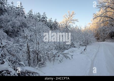 Gerade Landstraße durch Wald im Winter. Schnee und Frost bedeckten Bäume und Boden. Farbenfrohe lettische Landschaft Stockfoto