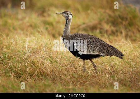 Hartlaub Bustard - Lissotis hartlaubii afrikanischer Vogel aus der Familie Otididae, gefunden in offenem Grasland mit Gras in Äthiopien, Kenia, Somalia, Sudan, Tan Stockfoto