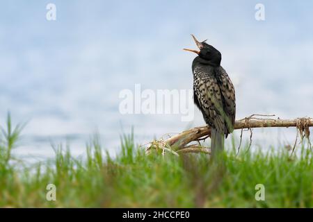 Reed Cormorant - Microcarbo africanus auch Langschwanzkormoran, Schwarzwasservögel aus der Familie Phalacrocoracidae, brütet in weiten Teilen Afrikas südlich von Stockfoto