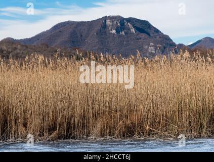 Gewöhnliches Schilf, Phragmites Australis, ein hohes mehrjähriges Gras im Ganna-Torfmoor in der Wintersaison, Valganna, Provinz Varese, Lombardei, Italien Stockfoto