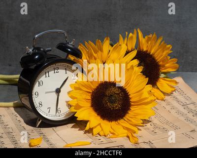 Frische Sonnenblumen, alter Wecker und Musiknoten Stockfoto