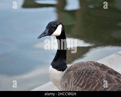 Nahaufnahme der Kanadischen Gans auf der Steinoberfläche in der Nähe des Seewassers an einem düsteren Tag Stockfoto