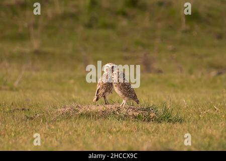 Eulen-Paar Athene cunicularia, strigidae, die auf der Wiese stehen und auf die Kamera in Carhué, Buenos Aires, Argentinien schauen Stockfoto