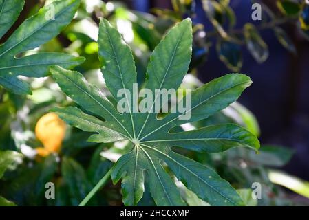 Nahaufnahme einer Papierpflanze mit glänzenden Blättern (Fatsia japonica) in einem japanischen Garten mit leuchtend grünen, blauen und orangen Farben im Hintergrund Stockfoto