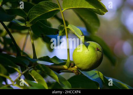 Auf einem Baum wachsen grüne Walnuss (Júglans régia). Nahaufnahme Stockfoto