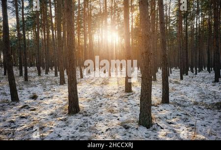 Winterwald mit Schneedecke gegen die Sonne. Stockfoto