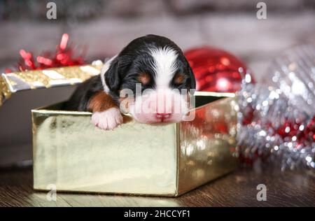 Baby dreifarbige Mini-Bernedoodle Welpen in Weihnachts-Geschenkbox Stockfoto