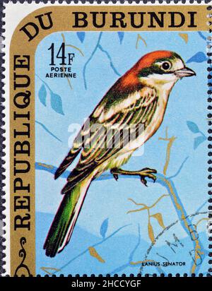 Abgesagte Briefmarke gedruckt von Burundi, die Woodchat Shrike zeigt, um 1970. Stockfoto