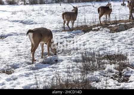 Hirschherde, die im schneebedeckten Land wandern Stockfoto