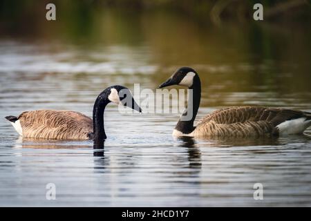 Paar kanadische Gänse auf einem See in den Sümpfen Stockfoto