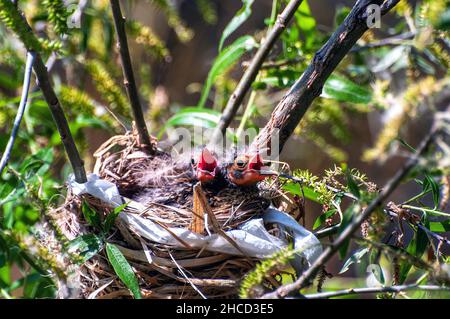 Neugeborene Rotflügelvögel im Nest mit offenem Mund, die darauf warten, von ihrer Mutter gefüttert zu werden Stockfoto