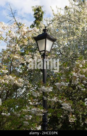 Romantische Hochzeit oder eine Geschenkkarte Hintergrund mit Sakura Blüten in einer Feder. Schöne sanfte rosa Blumen unter Sonnenlicht Stockfoto