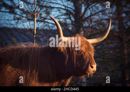 Selektiv einer schottischen Highland-Kuh, die auf einer Waldlichtung im Freien in Litauen grast Stockfoto