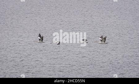 Pelikane fliegen über den Swan River Stockfoto