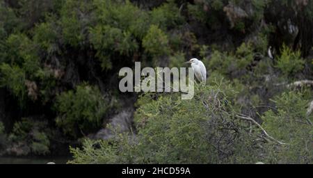 Egret im Hyde Park Stockfoto