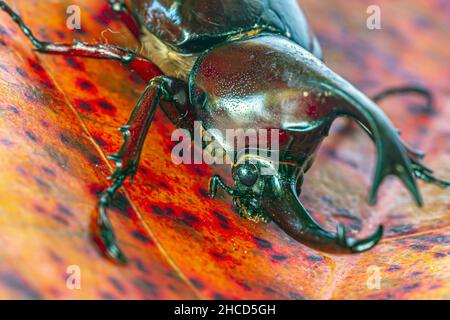 Dynastinae oder Nashornkäfer sind eine Unterfamilie der Scarabaeidae-Familie Stockfoto