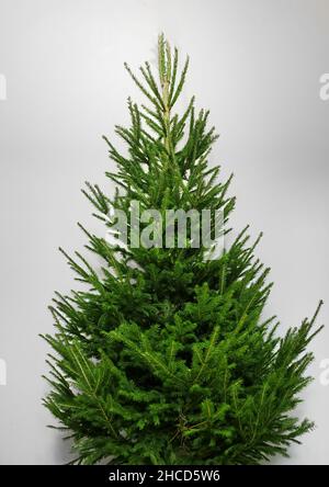 Frisch geschnittener Weihnachtsbaum ist bereit für Dekorationen. Stockfoto