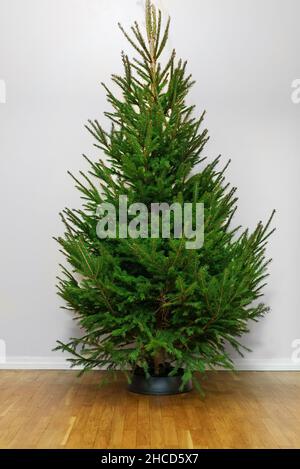 Frisch geschnittener Weihnachtsbaum ist bereit für Dekorationen. Stockfoto