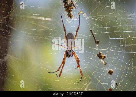 Golden Orb Spider Stockfoto