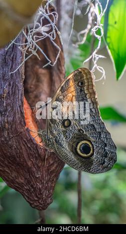 Eule Butterfly in Feeder thront Stockfoto