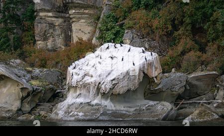 Treffpunkt auf Vancouver Island Cormorant Stockfoto