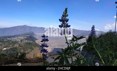 Wilde Blumen, die Teil des Ökosystems am Seruni Point sind, einem der berühmten Hügel im Bromo Tengger Semeru Nationalpark, Ost-Java, Indonesien Stockfoto