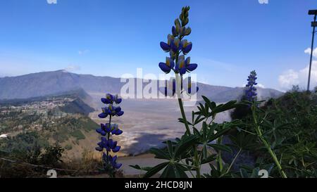 Wilde Blumen, die Teil des Ökosystems am Seruni Point sind, einem der berühmten Hügel im Bromo Tengger Semeru Nationalpark, Ost-Java, Indonesien Stockfoto