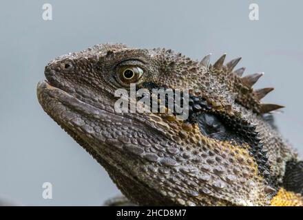 Östlicher Wasserdrache (Eidechse) im botanischen Garten Mt Coot-tha, Brisbane, Australien Stockfoto