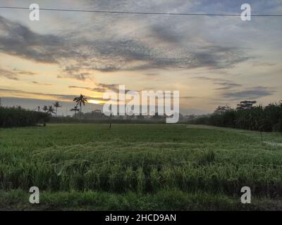 Die Atmosphäre der Reisfelder am Rande eines schönen und kühlen Dorfes weit weg von der Stadt macht unsere Herzen glücklich Stockfoto