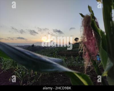 Die Blätter der Maispflanze sind immer noch grün und noch natürlich in der Nähe meines Dorfes, das noch dicht mit der Landschaft ist Stockfoto