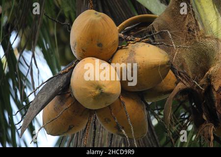 Im Garten hinter dem Haus kann die geerntefertige gelbe Kokosnuss Kokosöl produzieren Stockfoto