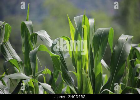 Die Blätter der Maispflanze sind immer noch grün und noch natürlich in der Nähe meines Dorfes, das noch dicht mit der Landschaft ist Stockfoto