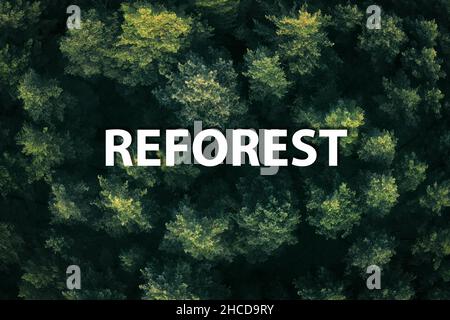 Kronen von Laubbäumen im Glanz der warmen Morgensonne gelb mit tiefen Schatten: Luftaufnahme von oben. Aufforstungskonzept und Schutz der Tierwelt. Immergrüne, dichte Laubwälder. Stockfoto