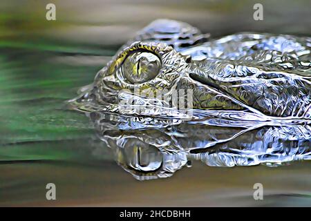 Afrikanisches, Schlank-Schnupftes Krokodil Tauchte Unter, Wartete Stockfoto