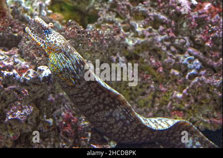 Drachenmoray-Eel Zeigt Scharfe Zähne Stockfoto