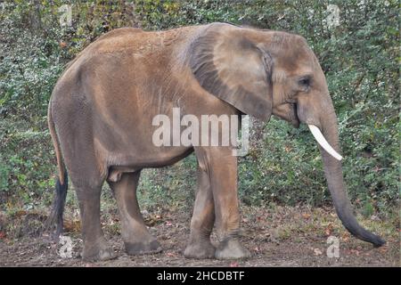 Afrikanischer Elefant vor einem Wald Stockfoto