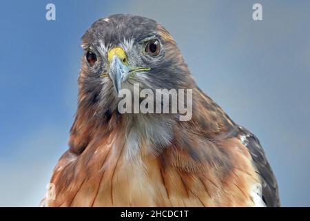 Nahaufnahme der oberen Hälfte des Red-tailed Hawk Stockfoto