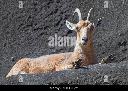 Nubischer Steinbock auf der Klippe liegend, Hufe werden angezeigt Stockfoto