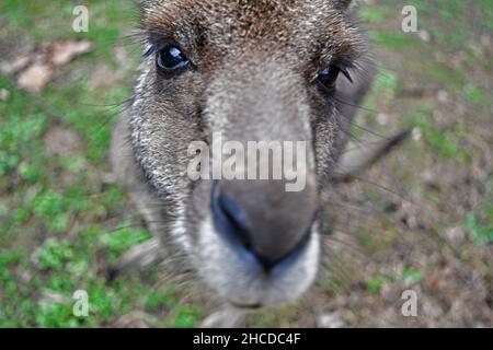 Eastern Grey Känguru Face Close Up Stockfoto